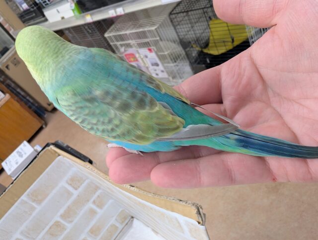 セキセイインコ