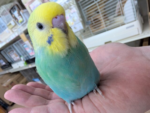 セキセイインコ