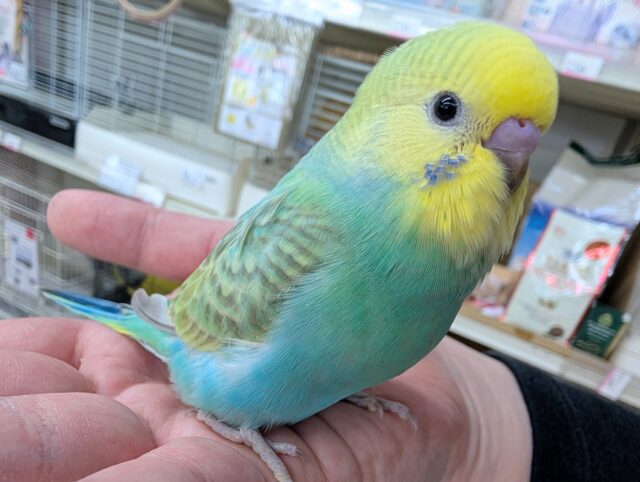 セキセイインコ