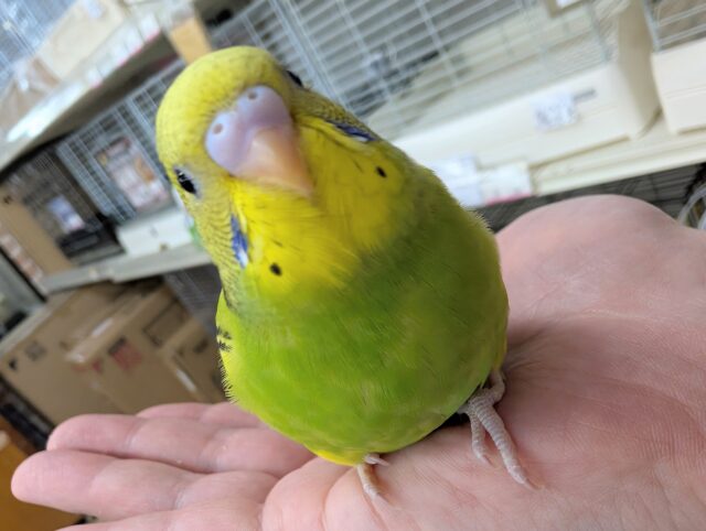 セキセイインコ