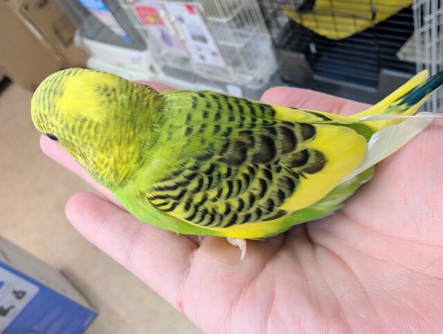 セキセイインコ