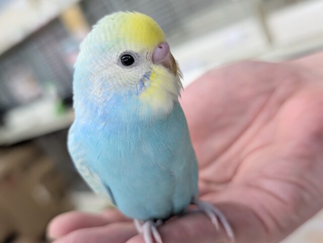セキセイインコ