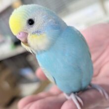 🌟最新画像🌟 鮮やかブルーが素敵～🩵 セキセイインコ(パステルレインボースパングル)