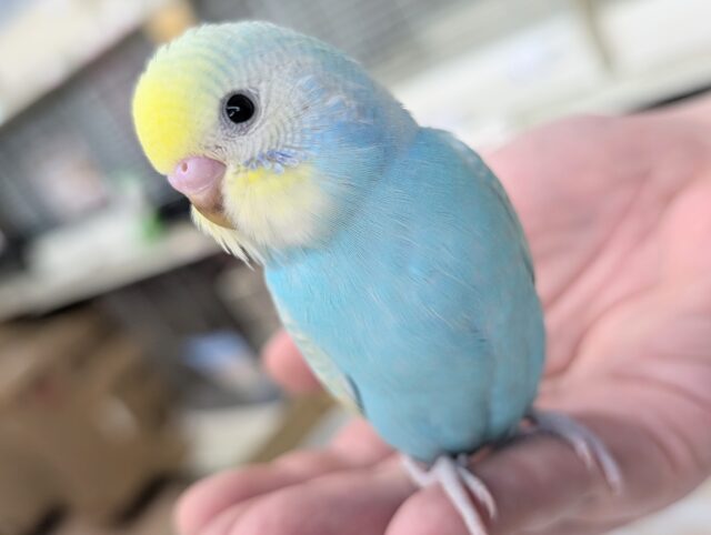 🌟最新画像🌟 鮮やかブルーが素敵～🩵 セキセイインコ(パステルレインボースパングル)