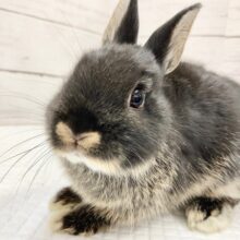 ネザーランドドワーフ（ブラックオター）　コーヒーゼリーカラーなかわいい子が来ました！