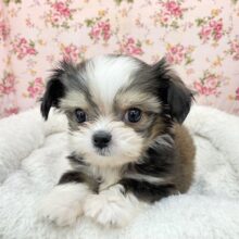 あざとかわいい系女子☆　ハーフ犬（チワワ×シーズー）の女のコ 2025.3/15撮影