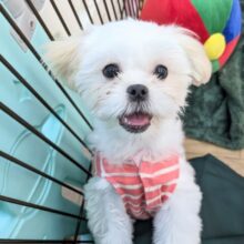 最新画像更新☆とっても明るい元気ガール☆　ハーフ犬（ペキニーズ×マルチーズ）の女のコ 2025.3/22撮影