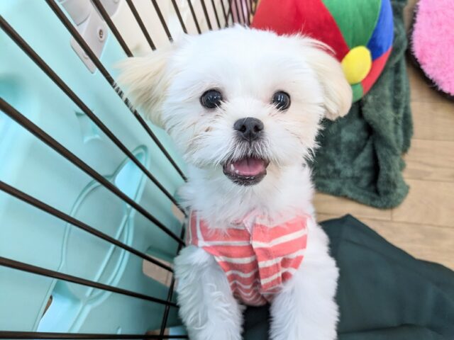 最新画像更新☆とっても明るい元気ガール☆　ハーフ犬（ペキニーズ×マルチーズ）の女のコ 2025.3/22撮影