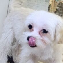 もこもこ🐏🎀🌟甘えん坊マルプーくん　お求めやすい価格になりました！