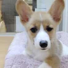 大きなお耳がチャームポイント❣️コーギーの女の子🐶