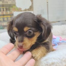 まんまるおめめのチワックスちゃん❣️