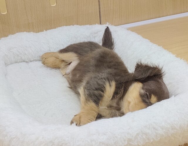 チワックス