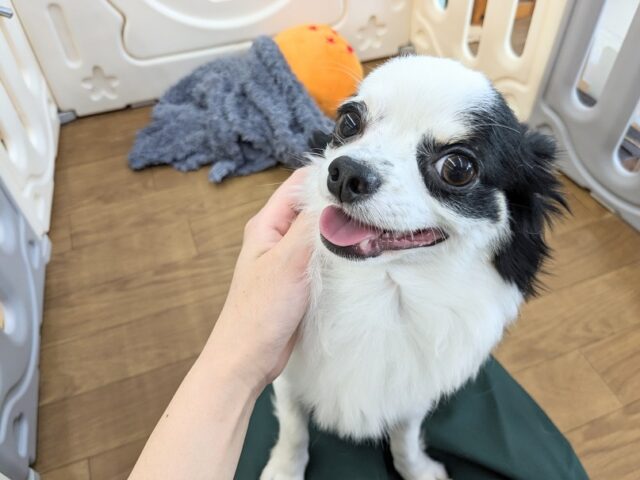 チワックス