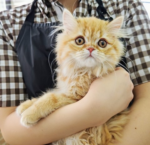 最新画像！ミヌエット（レッドタビー）男の子♫まんまるおめめ💕