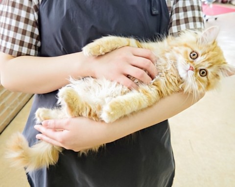 ミヌエット