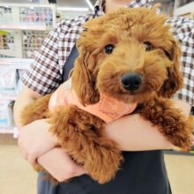 動画あり！トイプードル（レッド）男の子♫甘々くんです💕
