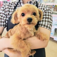 動画あり！ハーフ犬（チワワ×トイプードル）男の子♫目が合った瞬間ハートを射抜かれちゃう💘