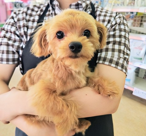 動画あり！ハーフ犬（チワワ×トイプードル）男の子♫目が合った瞬間ハートを射抜かれちゃう💘