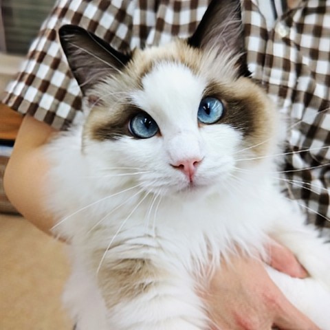動画あり！ラグドール（シールポイントバイカラー）男の子♫立派に成長中！