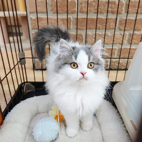 ケージデビュー!スコティッシュフォールド(ブルータビー&ホワイト)男の子♫スリスリゴロゴロ〜甘えんぼくん💕 スコティッシュフォールド