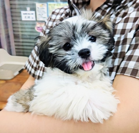 最新画像！ハーフ犬（マルチーズ×シーズー）女の子♪楽しくて尻尾フリフリ〜♪