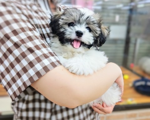 マルシーズ