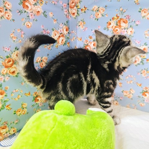 アメリカンショートヘア