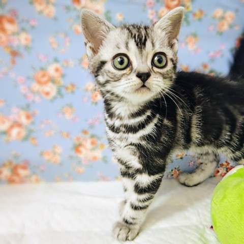 アメリカンショートヘア