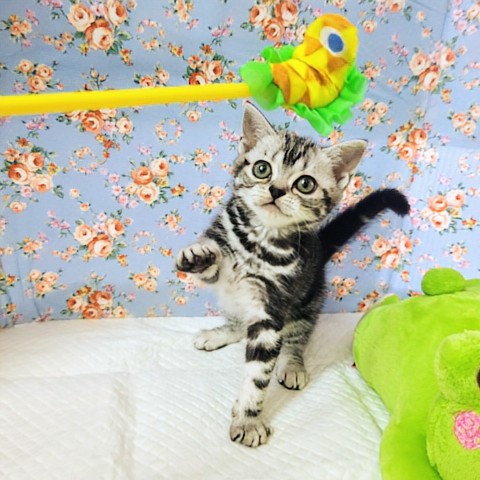 アメリカンショートヘア