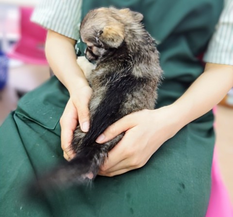 チワワ