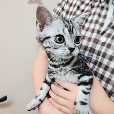 アメリカンショートヘア