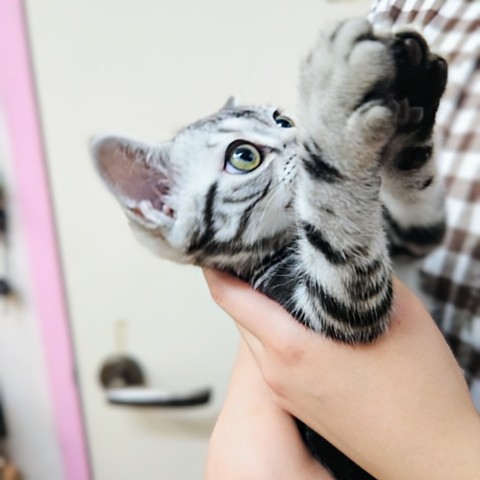 アメリカンショートヘア