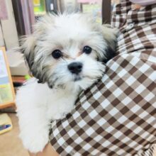 最新画像！ハーフ犬（マルチーズ×シーズー）女の子♪楽しくて尻尾フリフリ〜♪