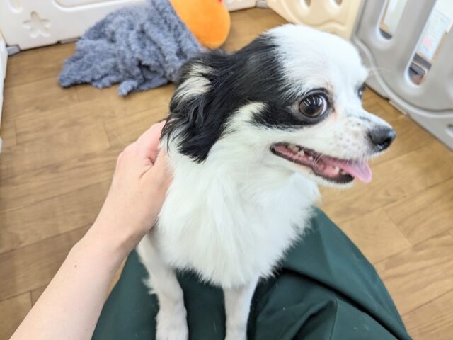 チワックス
