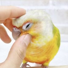 最新画像あり⭐️動画あり⭐️超鮮やか〜南国カラー🏝️💛🧡💚ウロコインコ（パイナップル）
