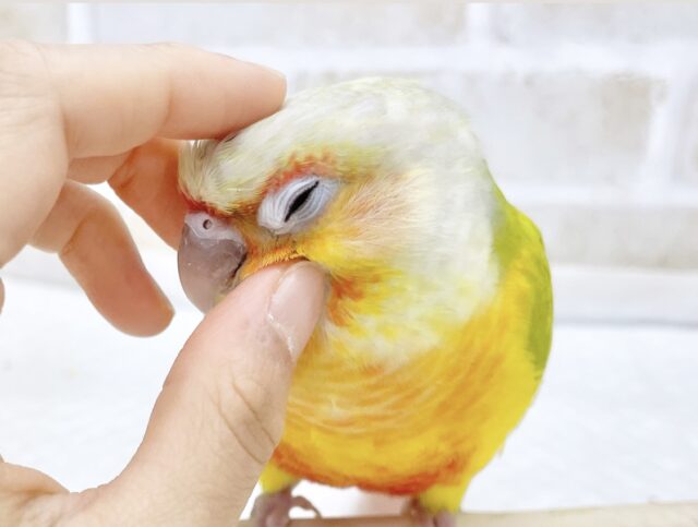 最新画像あり⭐️動画あり⭐️超鮮やか〜南国カラー🏝️💛🧡💚ウロコインコ（パイナップル）