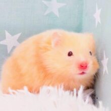 持ちごたえ抜群のｷﾚｲなコ♪　耳はｸﾁほどに表現する～～かもっ(*´з`)　サテンハムスター～～