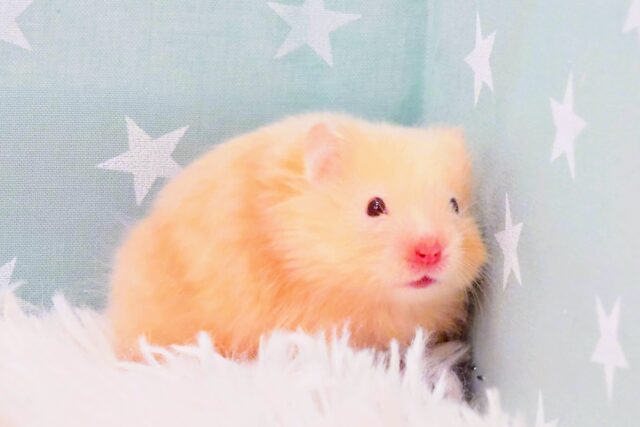 持ちごたえ抜群のｷﾚｲなコ♪　耳はｸﾁほどに表現する～～かもっ(*´з`)　サテンハムスター～～