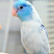 最新画像になります☆【動画更新🪄】はいっ！☆みなさん、しゅうごーぉっ　こちらにしあわせさん、来てくれました♫　マメルリハインコ〜〜