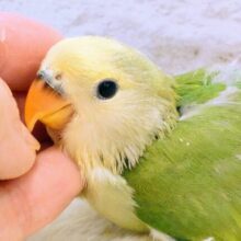 かぼすとぺんぎん、たして「2」で割って　×　可愛さ１００～　コザクラインコ　ブルーチェリーオパーリンパイド～～