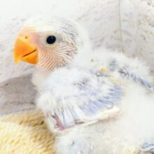 オぱんつ天使☆彡　コザクラインコ　バイオレットオパーリンパイド～～