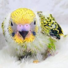 ウトウト寝顔。。ぴかぴかお手入れも全部！可愛い〜　セキセイインコ　オパーリン〜〜