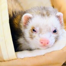 【最新画像更新🪄】寝がおはもちろん！動きにも惹かれます♫　マーシャルフェレット　男のコ〜〜