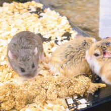 自分じかん大ｽｷッ☆　ロボロフスキー♫〜〜