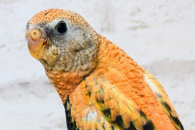 最新画像になります☆　癒し癒されーー　ローーズ、アキクサインコっ　☆☆☆