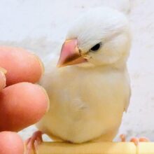 最新画像になります☆　ひと味違う？この感じ？🧚シルバー文鳥 ヒナ