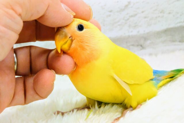 最新画像更新🪄】ハッピーレインボー🌈コザクラインコ
