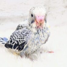 くびもとのお土産は、だれにもあげませんっ！　ひとりじめーー　セキセイインコ　グレーオパーリン〜〜