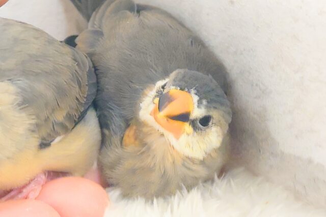 桜文鳥