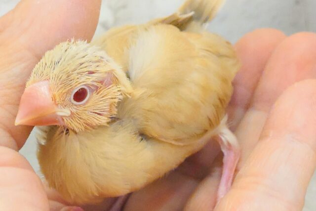 シナモン文鳥